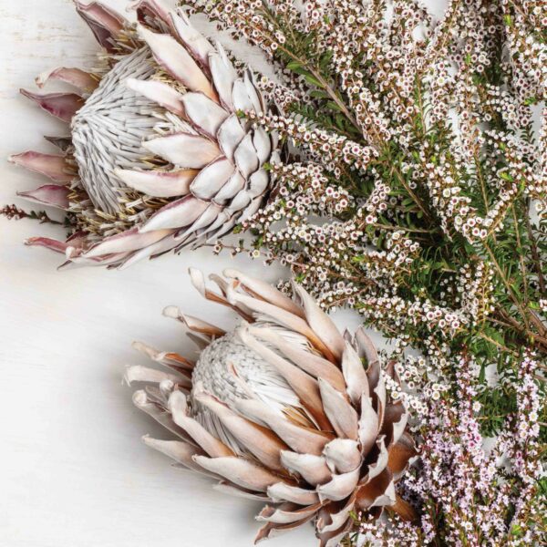 Food Net (100x150) - Protea Dried