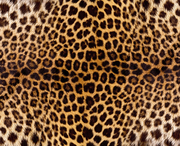 Tablecloth (Mock Linen) - African Leopard
