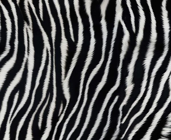 Tablecloth (Mock Linen) - African Zebra