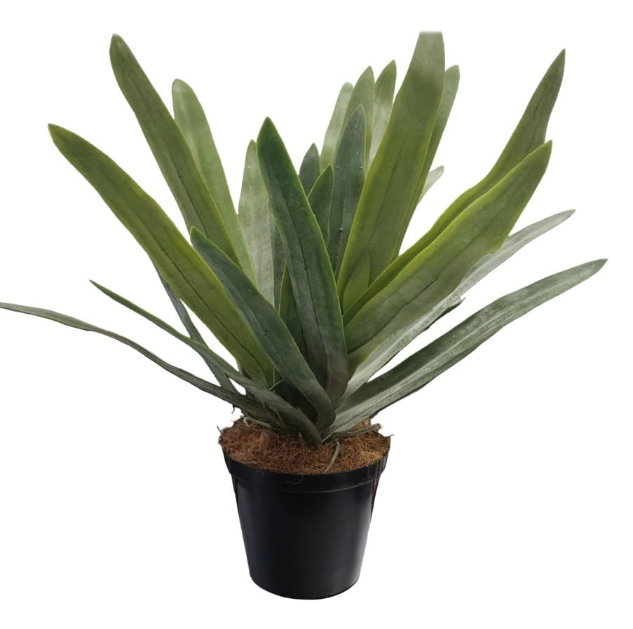 Artificial Extravaganza Athena Plant 50cm